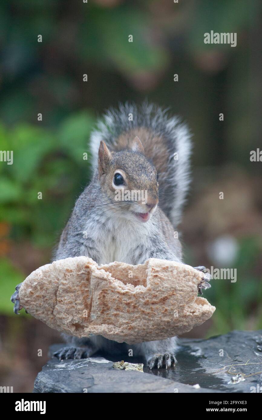 Weather And Seasons Clapham Uk 21 April 21 In Spring Sunshine A Grey Squirrel Eats A Weather And Seasons Clapham Uk 21 April 21 In Spring Sunshine A Grey Squirrel Eats A