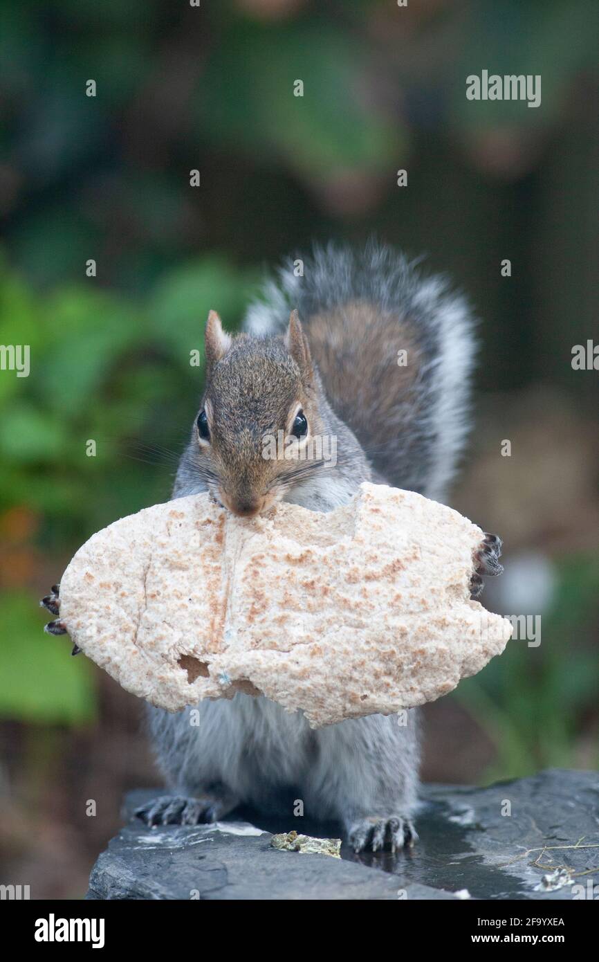 Weather And Seasons Clapham Uk 21 April 21 In Spring Sunshine A Grey Squirrel Eats A Weather And Seasons Clapham Uk 21 April 21 In Spring Sunshine A Grey Squirrel Eats A