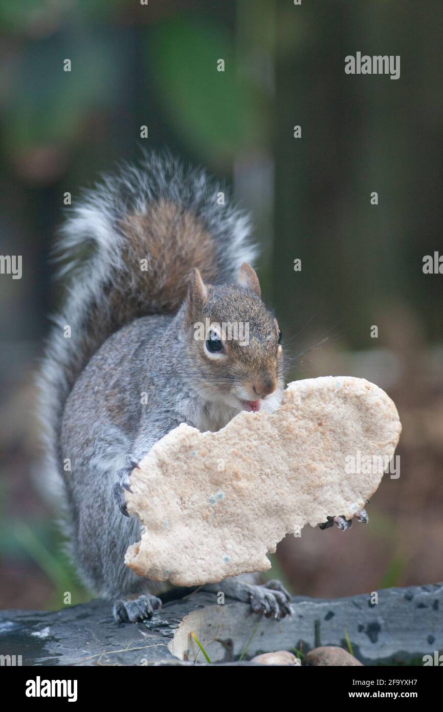 Weather And Seasons Clapham Uk 21 April 21 In Spring Sunshine A Grey Squirrel Eats A Weather And Seasons Clapham Uk 21 April 21 In Spring Sunshine A Grey Squirrel Eats A