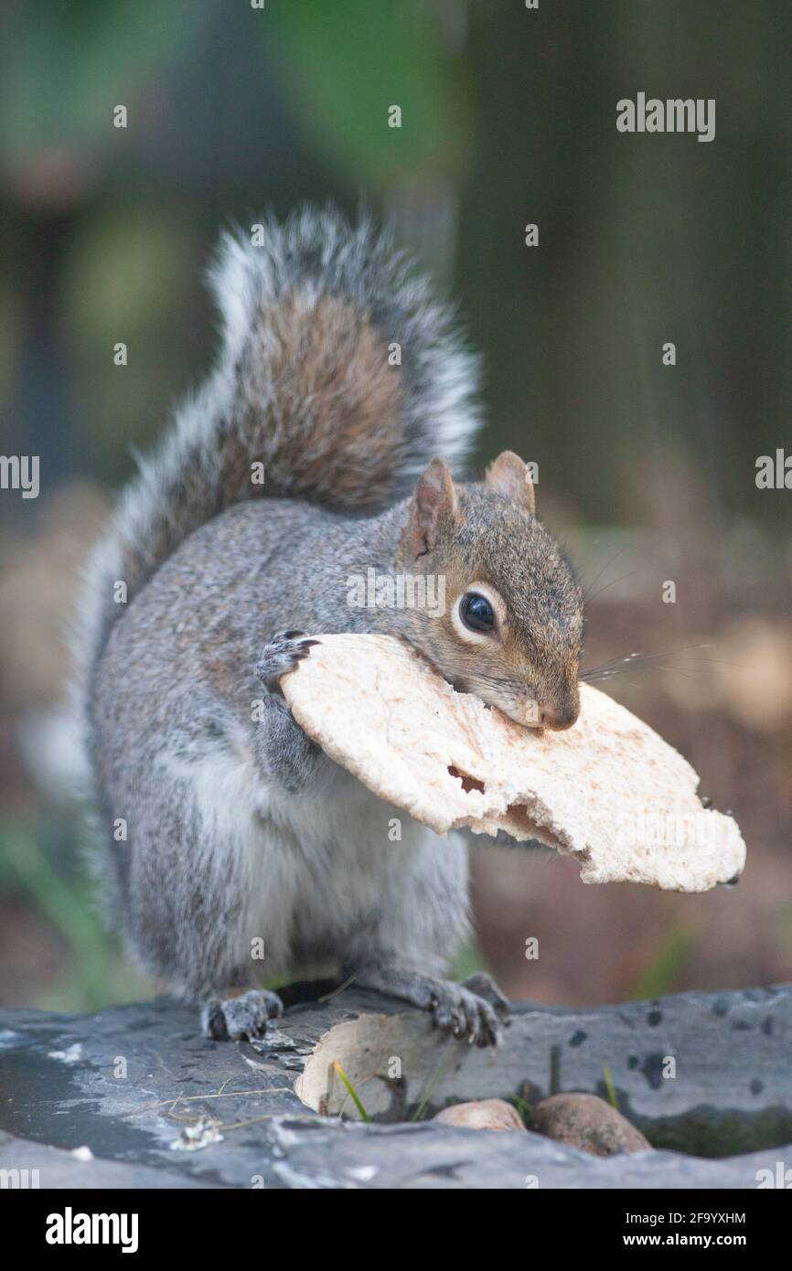 Weather And Seasons Clapham Uk 21 April 21 In Spring Sunshine A Grey Squirrel Eats A Weather And Seasons Clapham Uk 21 April 21 In Spring Sunshine A Grey Squirrel Eats A