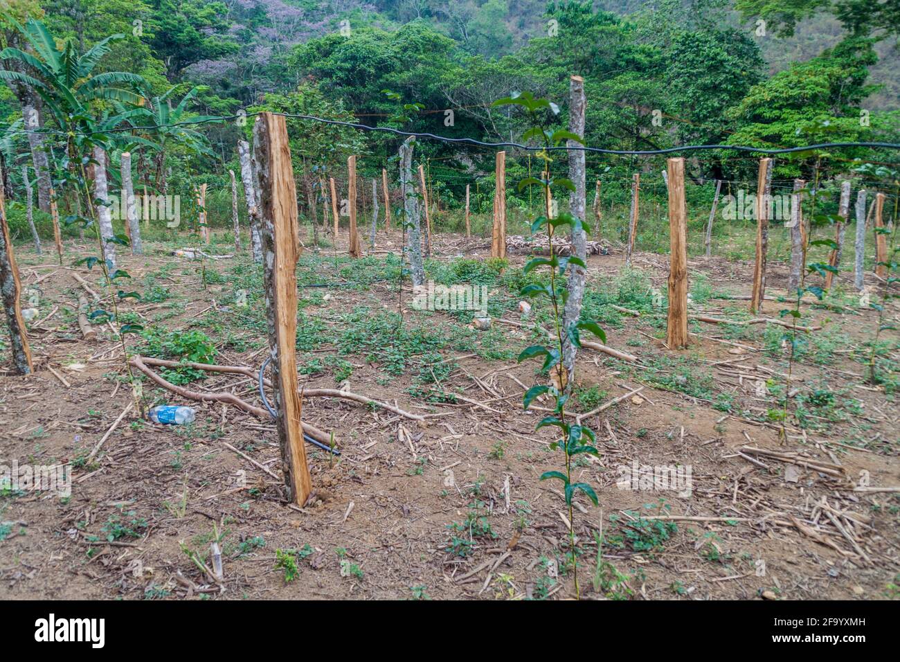 Passion fruit plantation near Yojoa lake, Honduras Stock Photo