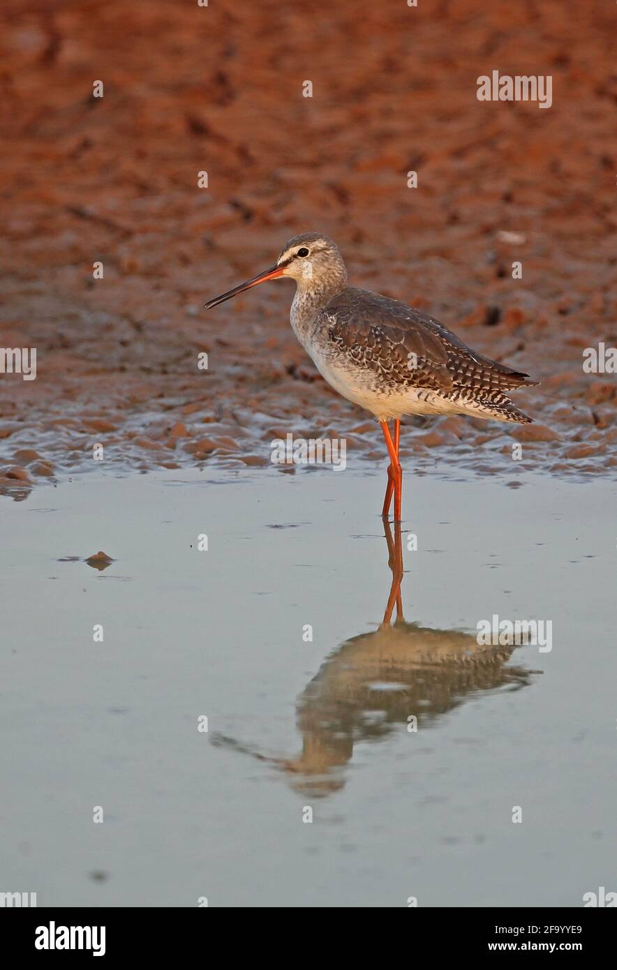 Spotted Redshank (Tringa erythropus) adult, non-breeding plumage,  standing in shallow water Ang Trapaeng Thmor, Cambodia          January Stock Photo