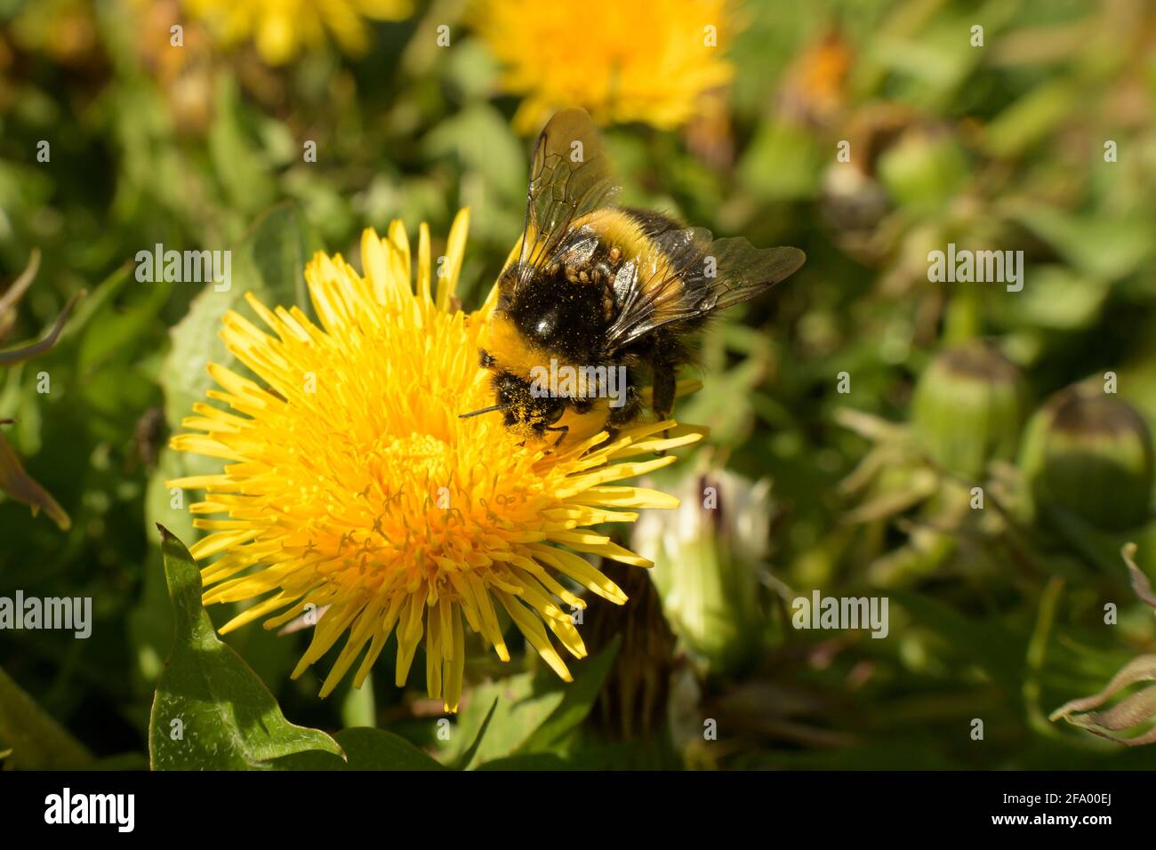 Heath Bumblebee (Bombus jonellus) with mites collecting pollen from dandelions, Iceland Stock Photo