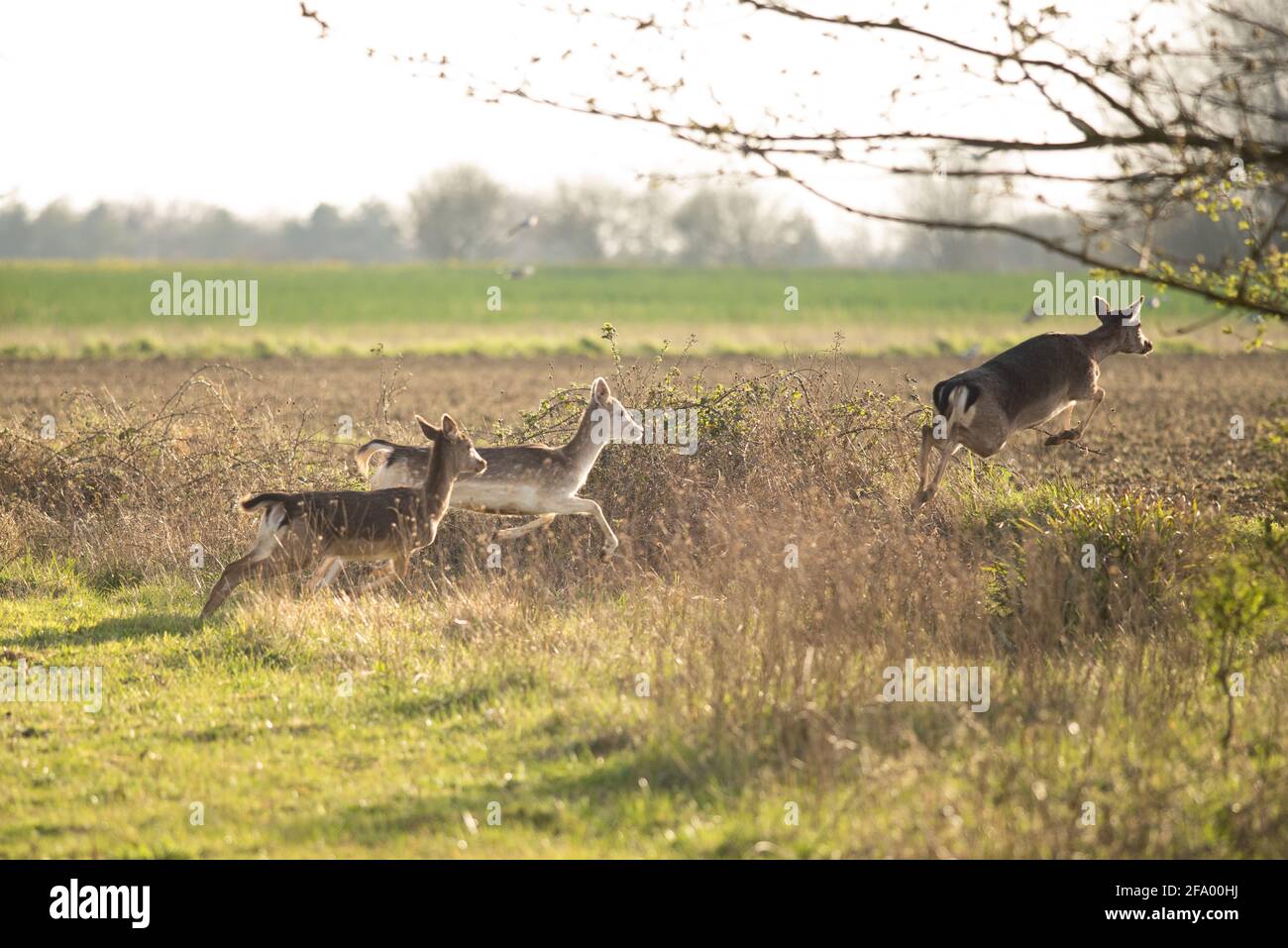 Family of roe deer uk hi-res stock photography and images - Alamy