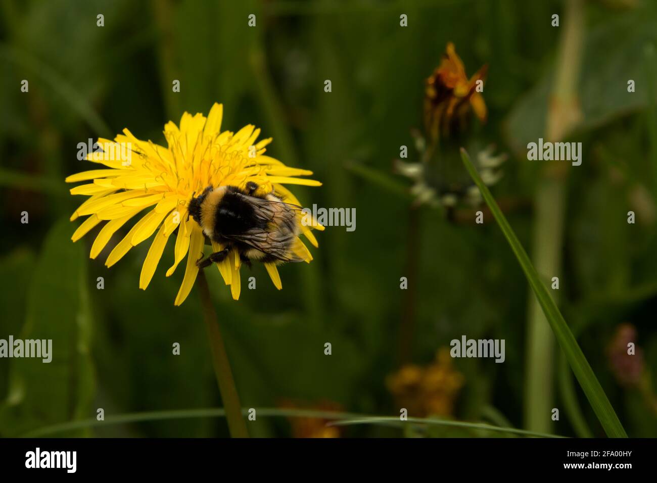 Heath Bumblebee (Bombus jonellus) collecting pollen from dandelions, Iceland Stock Photo