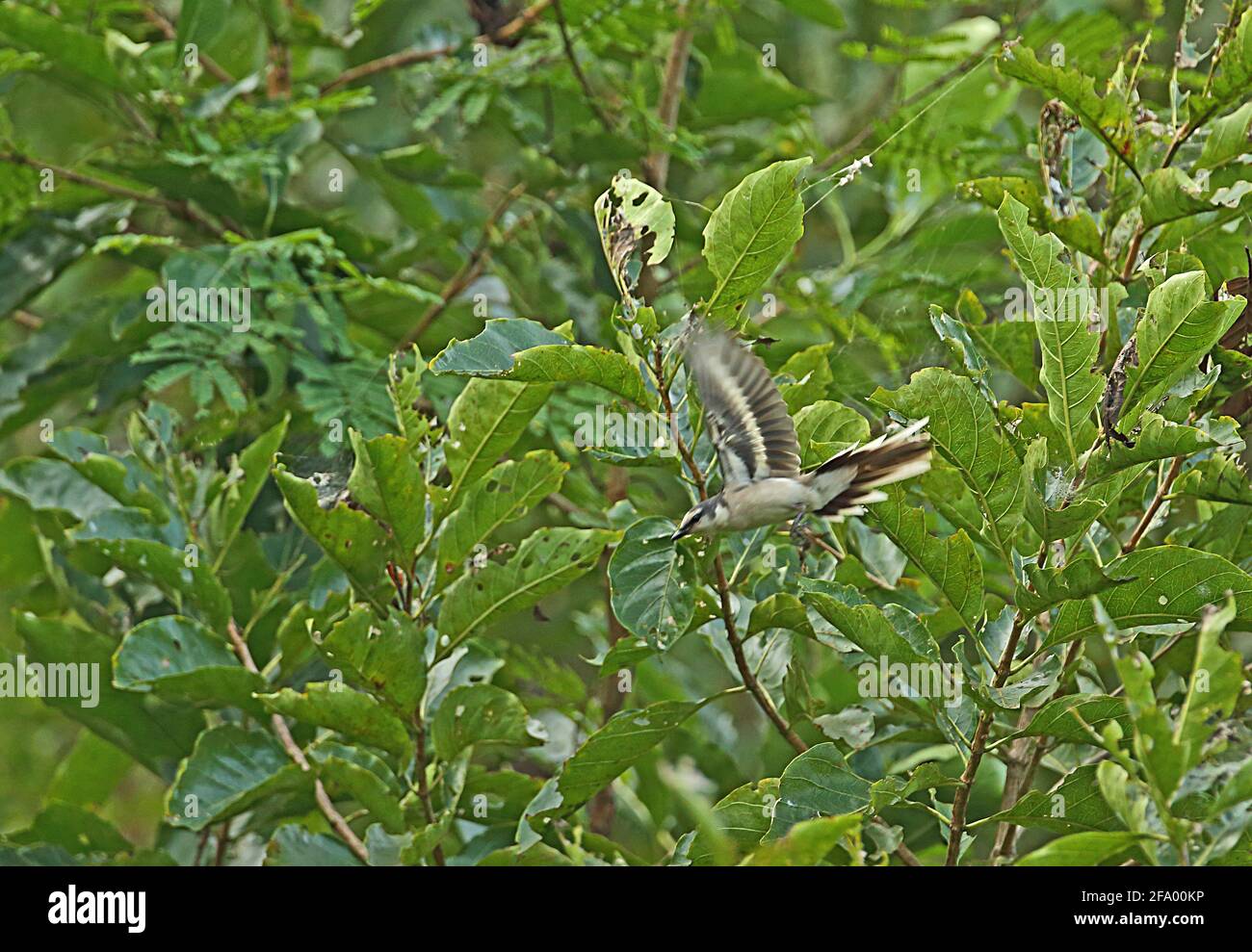 Swinhoe's Minivet (Pericrocotus cantonensis) adult male in flight Tmatboey, Cambodia            January Stock Photo