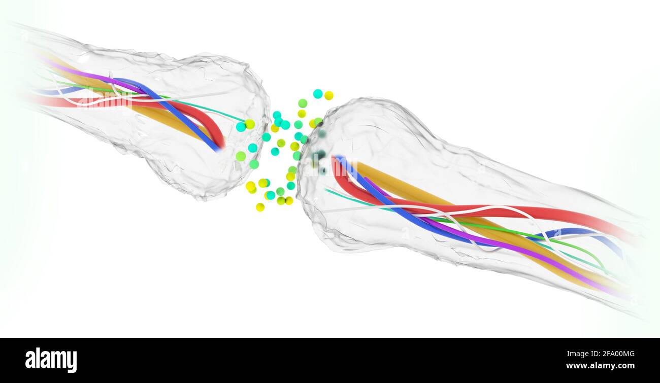 Synapse connections. Structure that permits a neuron (or nerve cell) to pass an electrical or chemical signal to another neuron. Brain Stock Photo