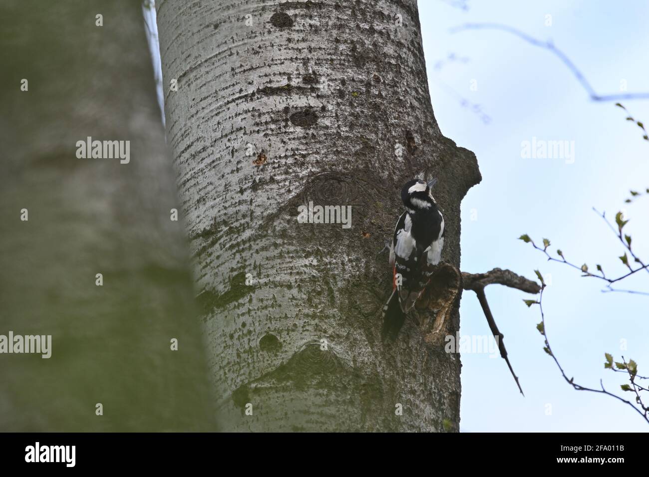 Spotted woodpecker picking on a tree to get food Stock Photo