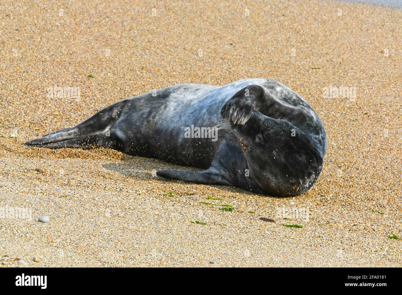 West Bay, Dorset, UK.  21st April 2021.  UK Weather.  A grey seal basks in the warm afternoon sunshine on the beach at West Bay in Dorset.  Picture Credit: Graham Hunt/Alamy Live News Stock Photo