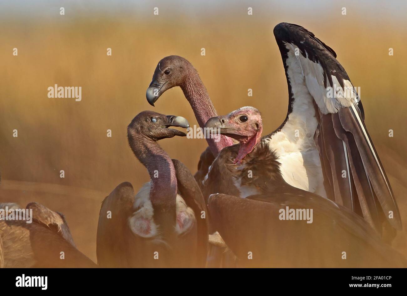 Red headed vulture sarcogyps calvus hires stock photography and images