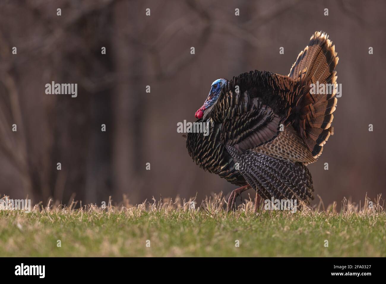 Turkey jake hires stock photography and images Alamy