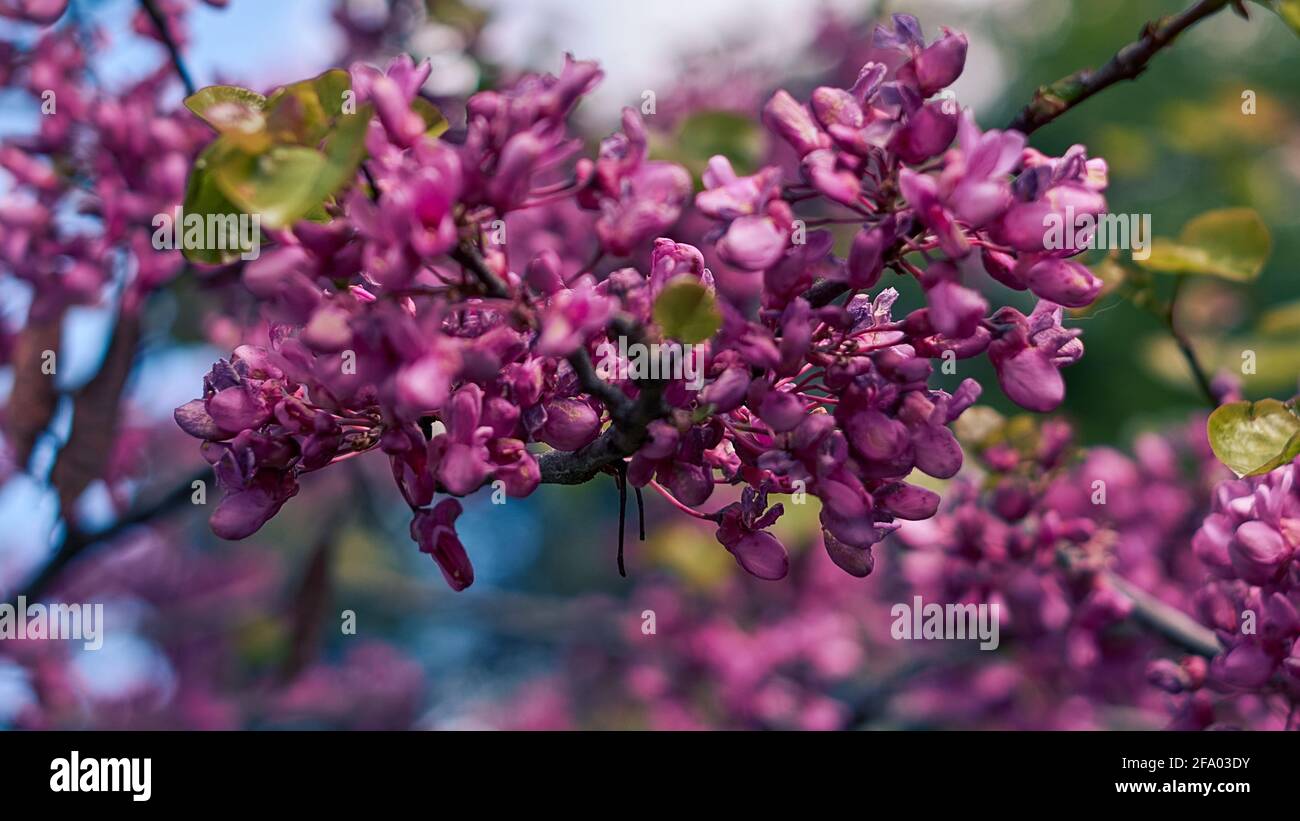 Cercis siliquastrum or Judas tree Stock Photo - Alamy