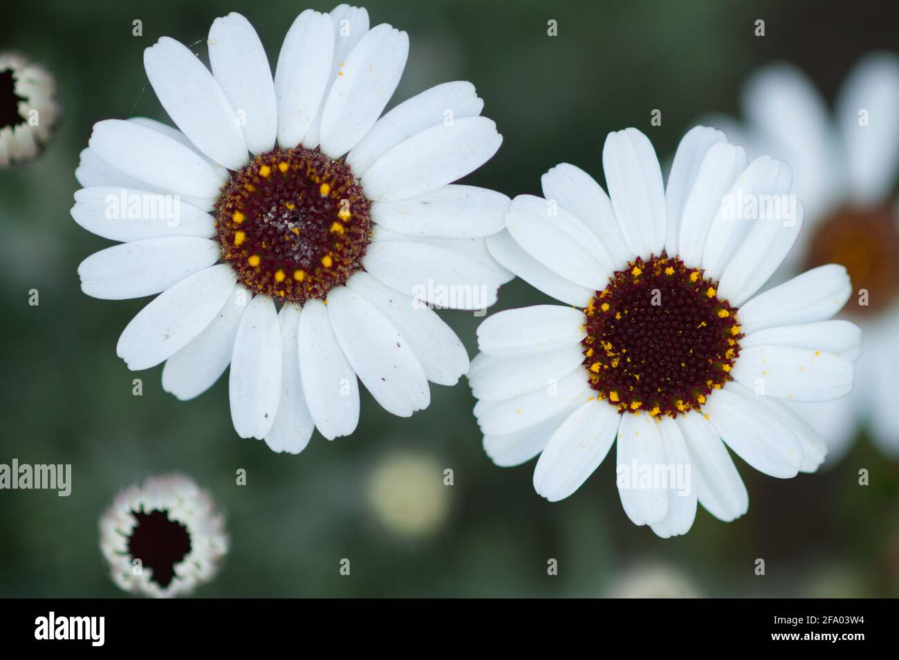 Rhodanthemum 'casablanca' in flower spring UK Stock Photo