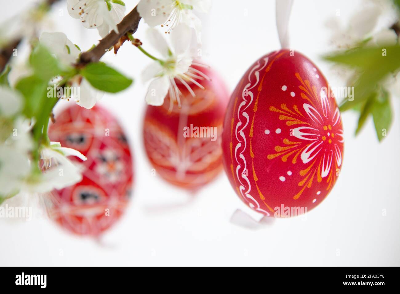 Easter eggs from the Czech Republic, painted red or dyed with wax resist, hanging on branches of plum blossom against a white background. Anna Watson/ Stock Photo