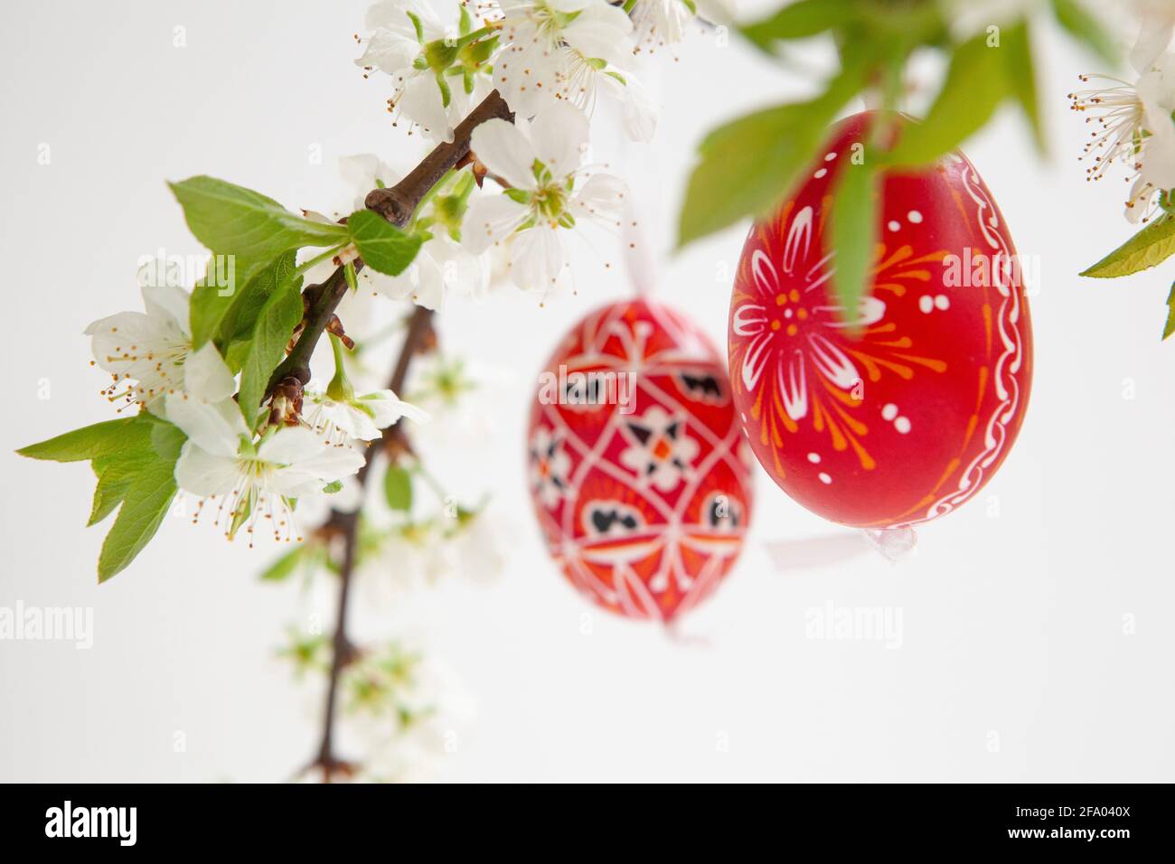 Easter eggs from the Czech Republic, painted red or dyed with wax resist, hanging on branches of plum blossom against a white background. Anna Watson/ Stock Photo