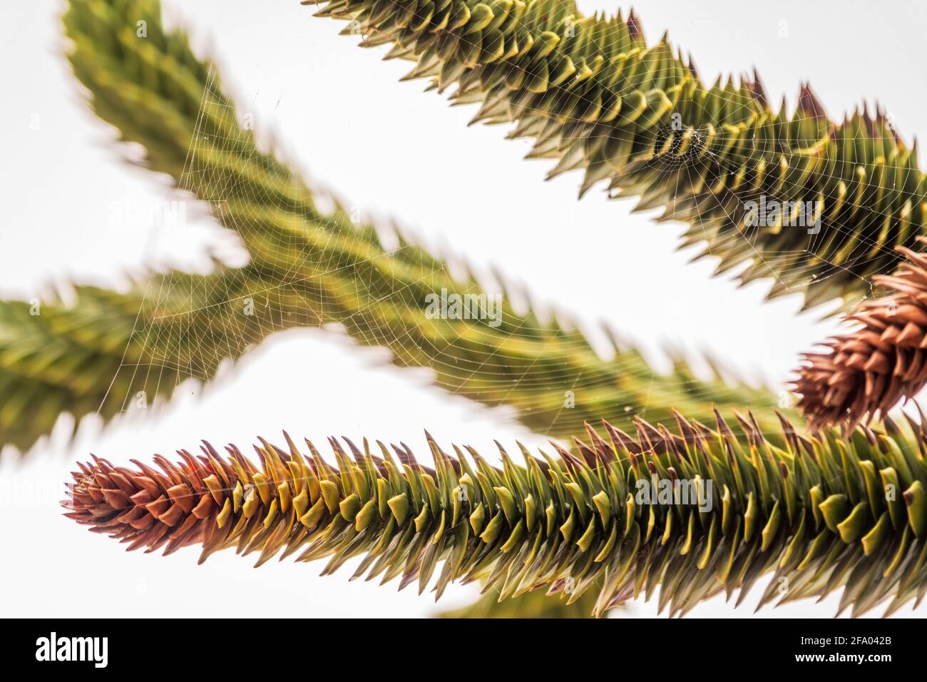 Needles of evergreen tree Araucaria araucana,commonly called the Monkey Puzzle Tree, Monkey Tail Tree, Pewen or Chilean Pine, isolated on white backgr Stock Photo