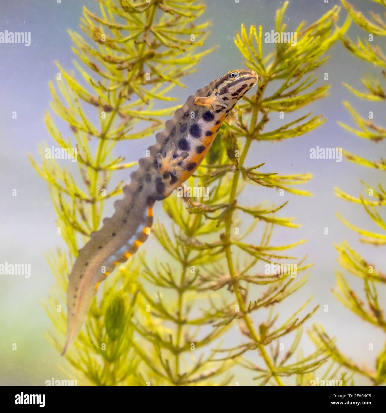 Common newt (Lissotriton vulgaris) male aquatic amphibian swimming in freshwater habitat of pond. Underwater wildlife scene of animal in nature of Eur Stock Photo