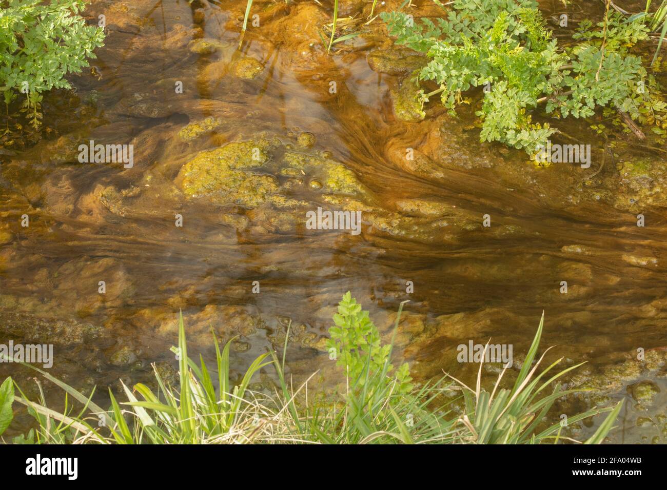 Algae in a slow moving watercourse, natural abstract Stock Photo