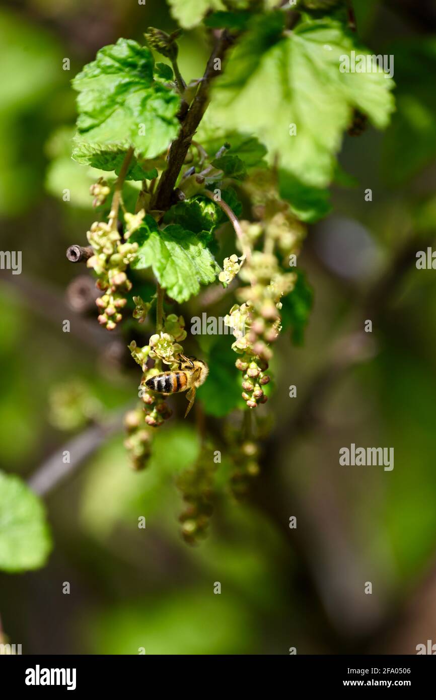 Apis mellifera - Honigbiene bei Nektaraufnahme auf Johnannisbeerblüte - ribes- im Frühling Stock Photo