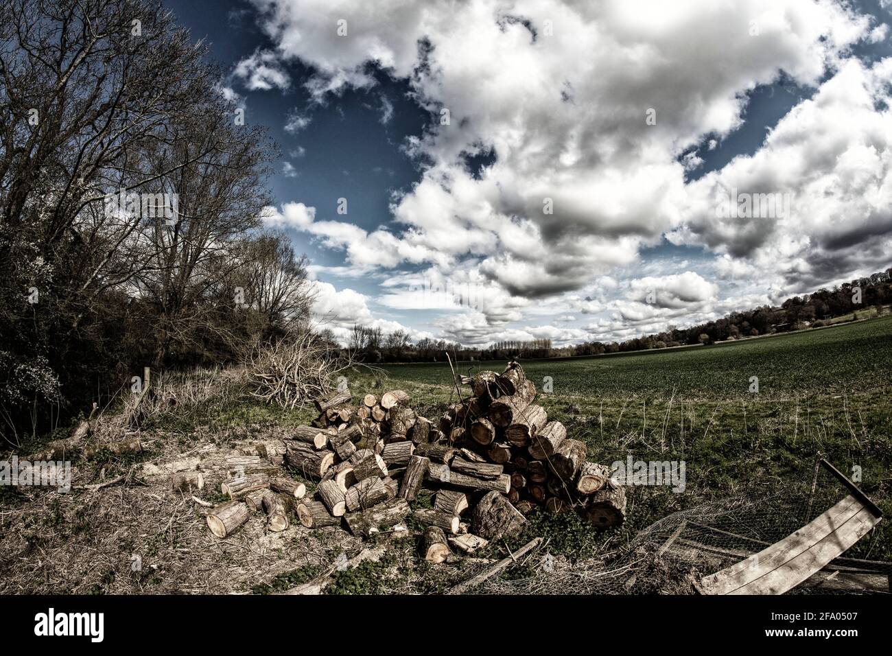 Found natural still-life photograph of cut logs from tree management ...