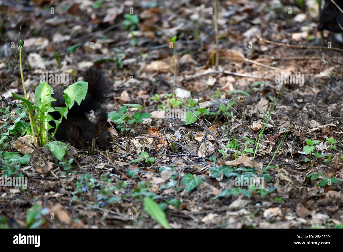 sciurus vulgaris- eurasisches Eichhörnchen hinter Taraxacum (Löwenzahn) im Frühling Stock Photo