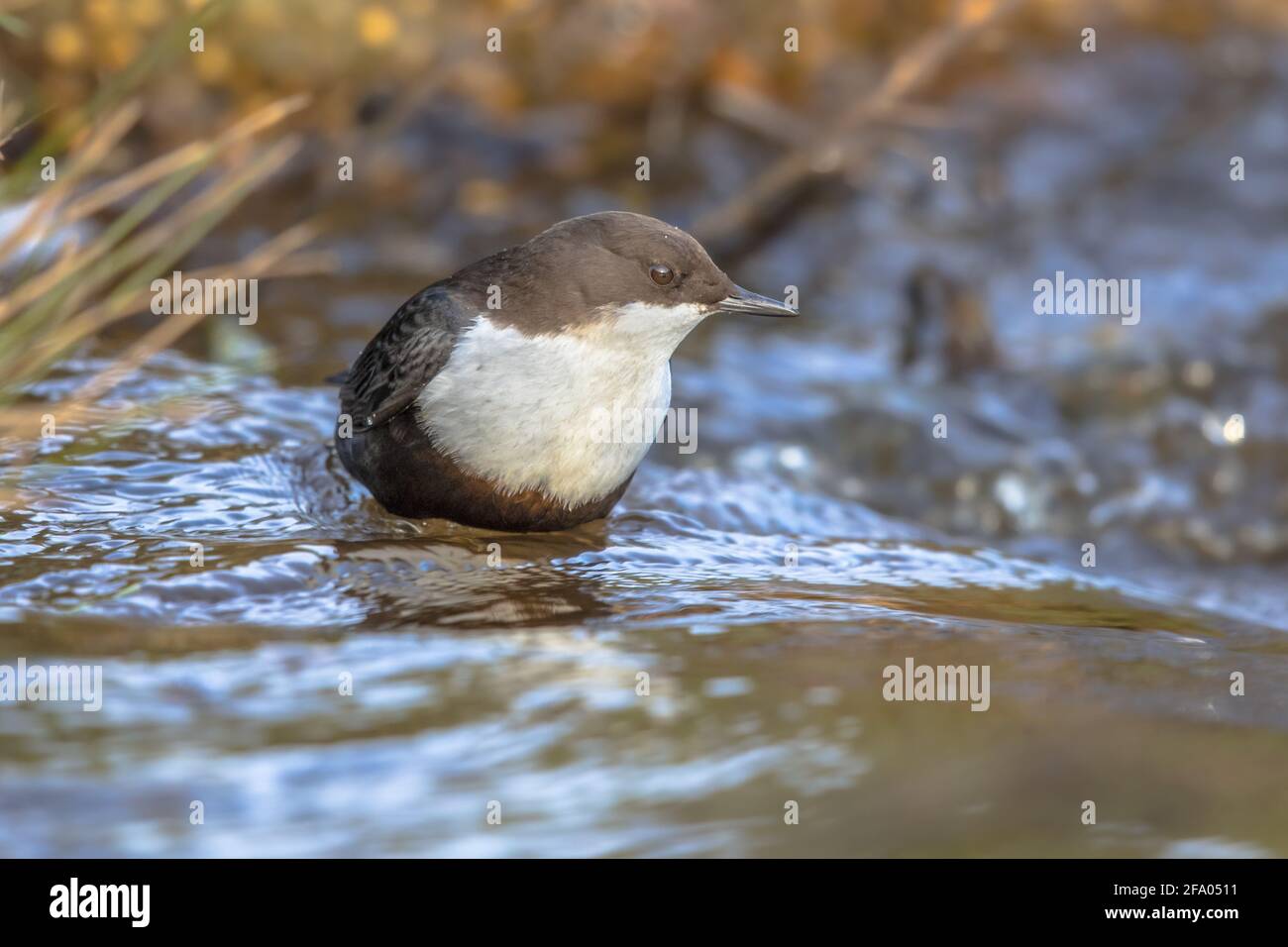White-throated dipper (cinclus cinclus) aquatic bird foraging in fast flowing water of a creek in natural habitat. The dipper is searching for food be Stock Photo