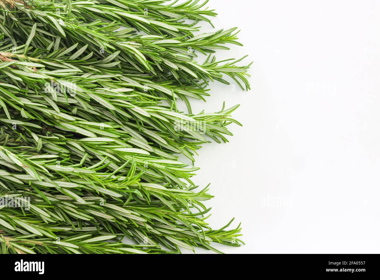 Bunch of fresh green rosemary plants isolated on white background. Copy ...
