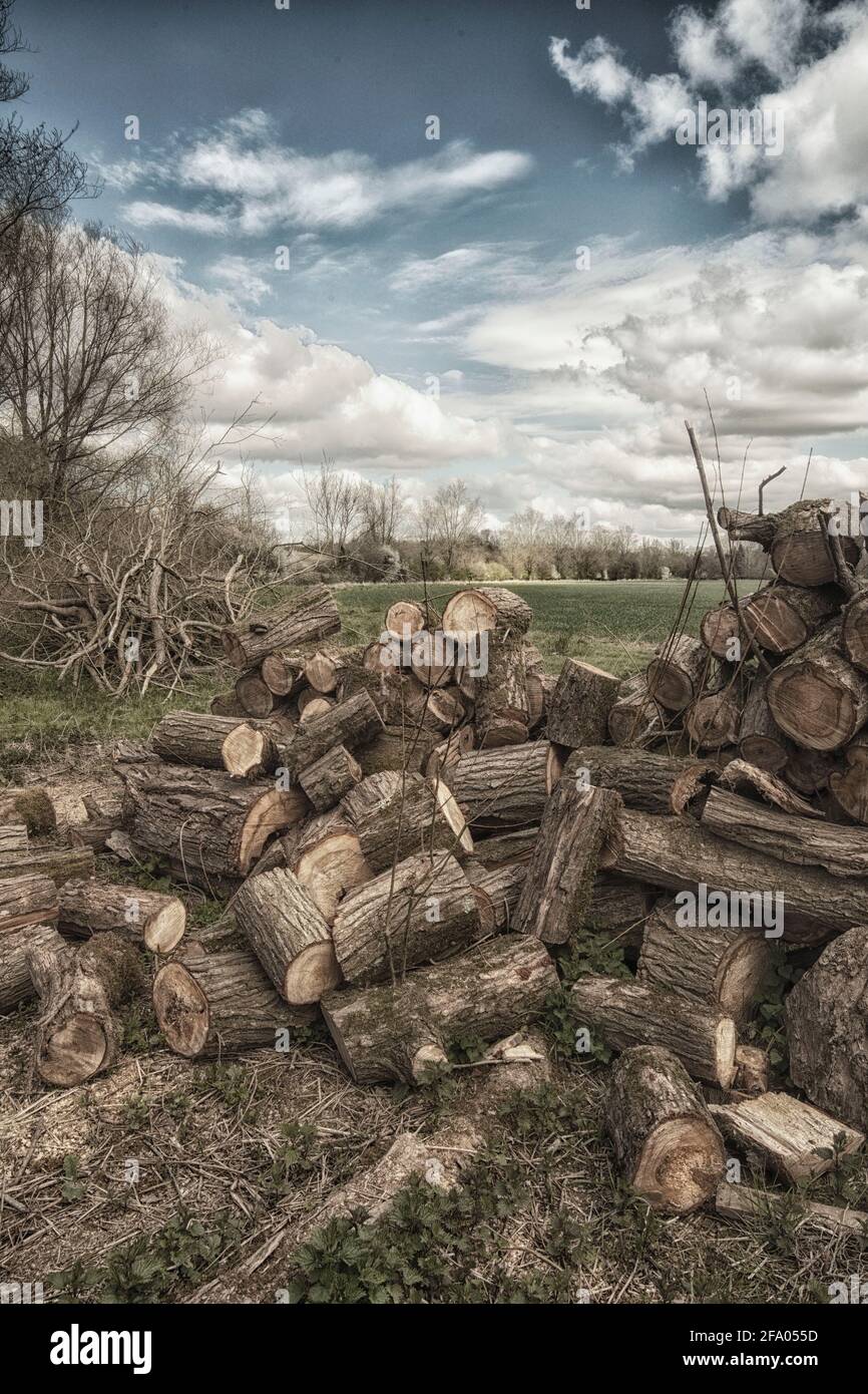 Found natural still-life photograph of cut logs from tree management ...