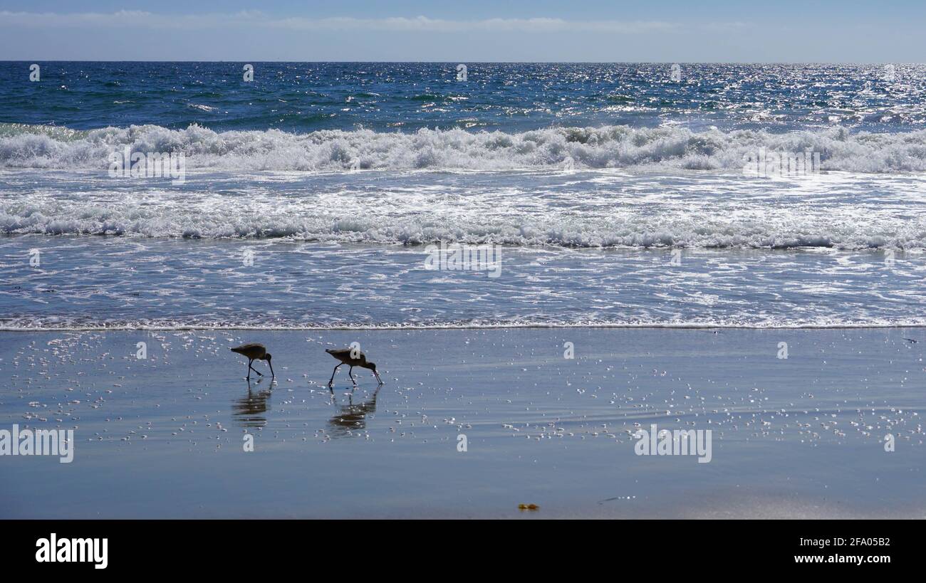 Two long-billed dowitchers at Malibu Lagoon, Malibu, California, USA Stock Photo