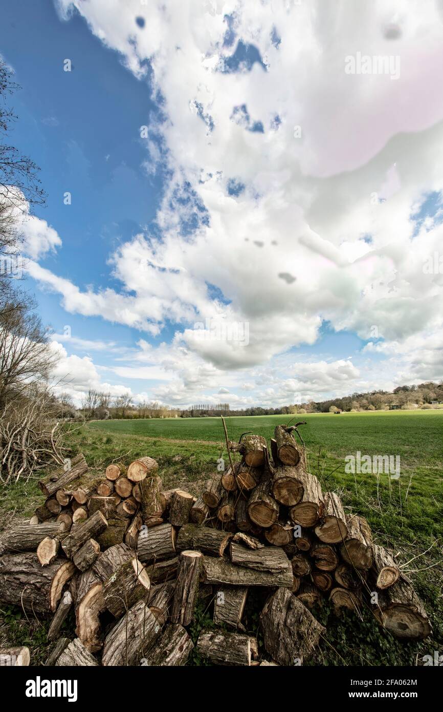 Found natural still-life photograph of cut logs from tree management ...