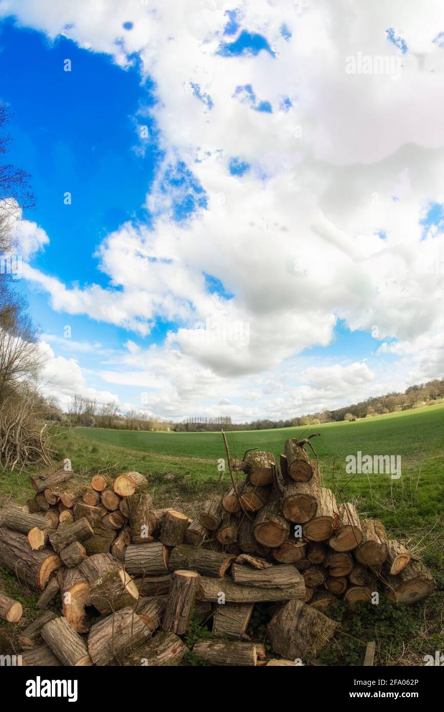 Found natural still-life photograph of cut logs from tree management ...