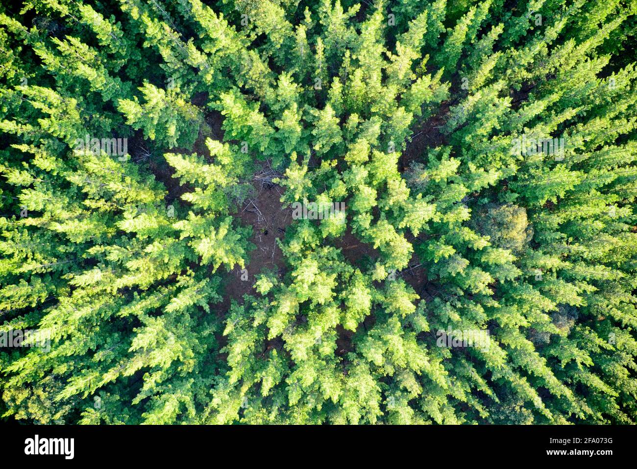 Drone view of pine forest forming patterns in nature Balingup, Western Australia. Stock Photo