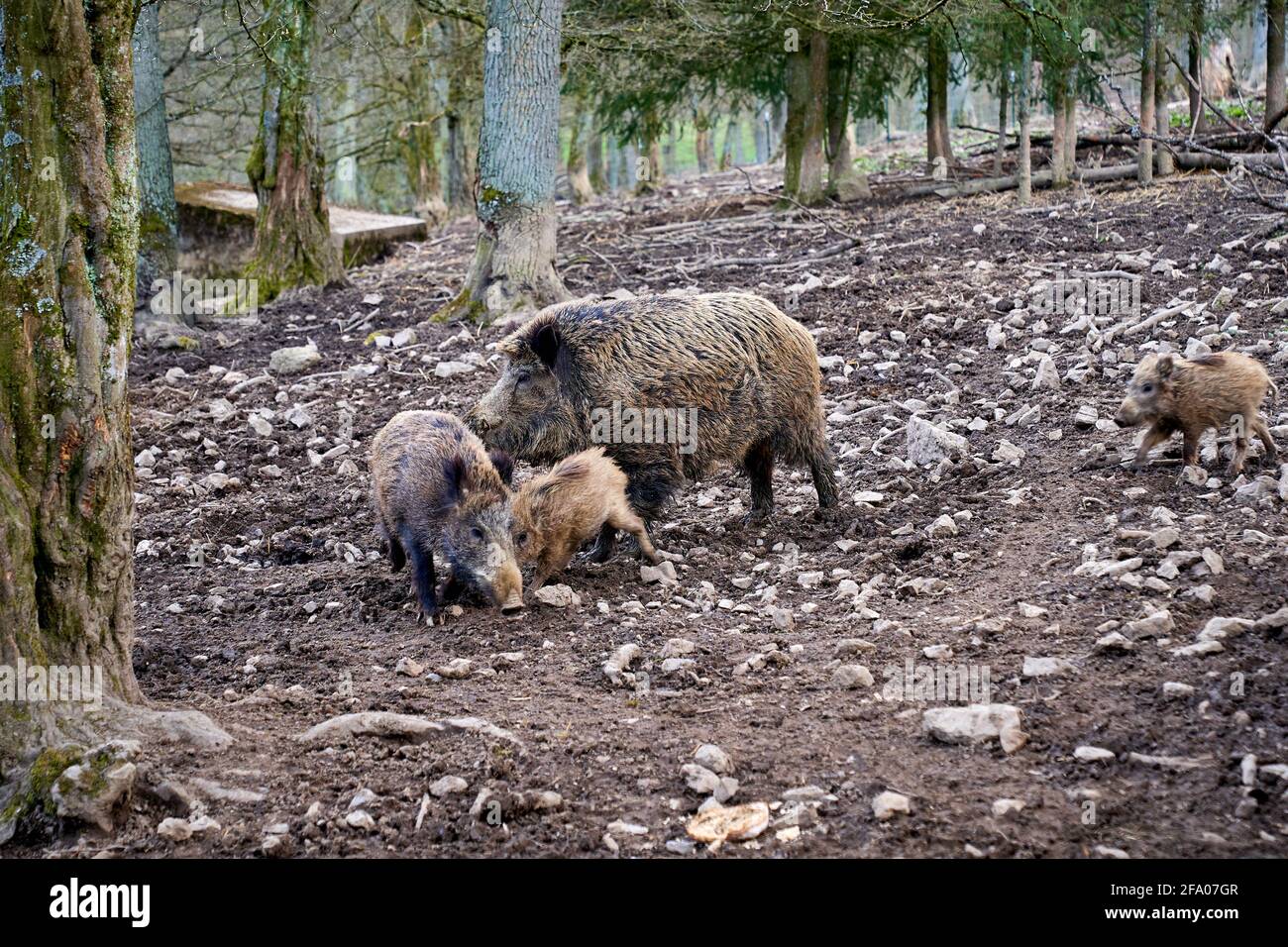 Wild boar family in a wildlife park near Bilstein in Germany Stock Photo -  Alamy