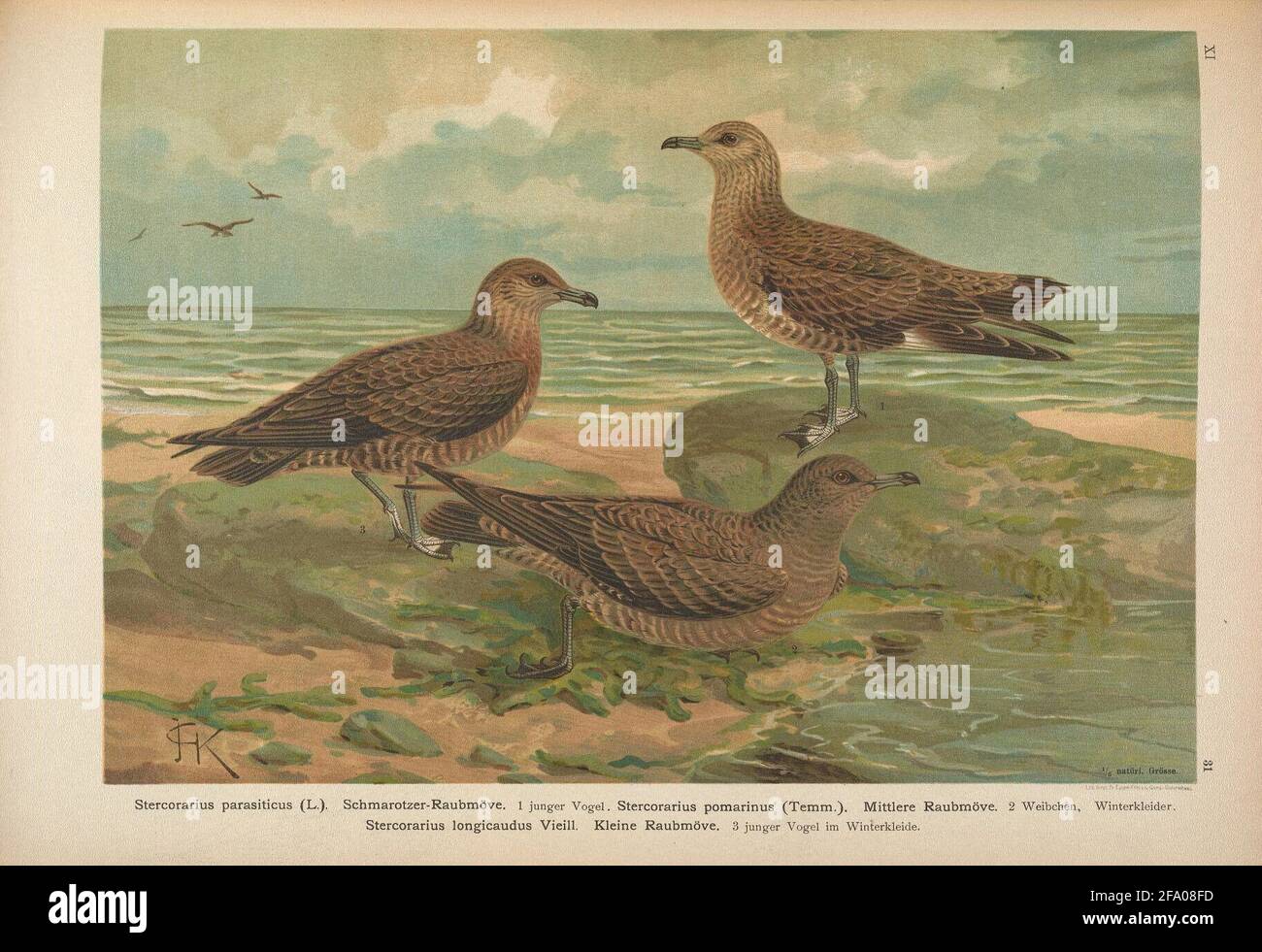 Natural history of birds in Central Europe Gera-Untermhaus, F.E. Koehler,  1897-1905 [v.1, 1905] Stock Photo - Alamy