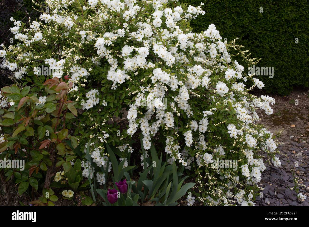 Exochorda × macrantha 'The Bride' Stock Photo