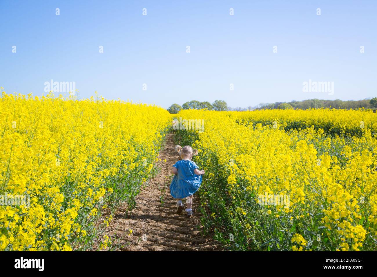 Kids playing in a field of Rape, France Stock Photo