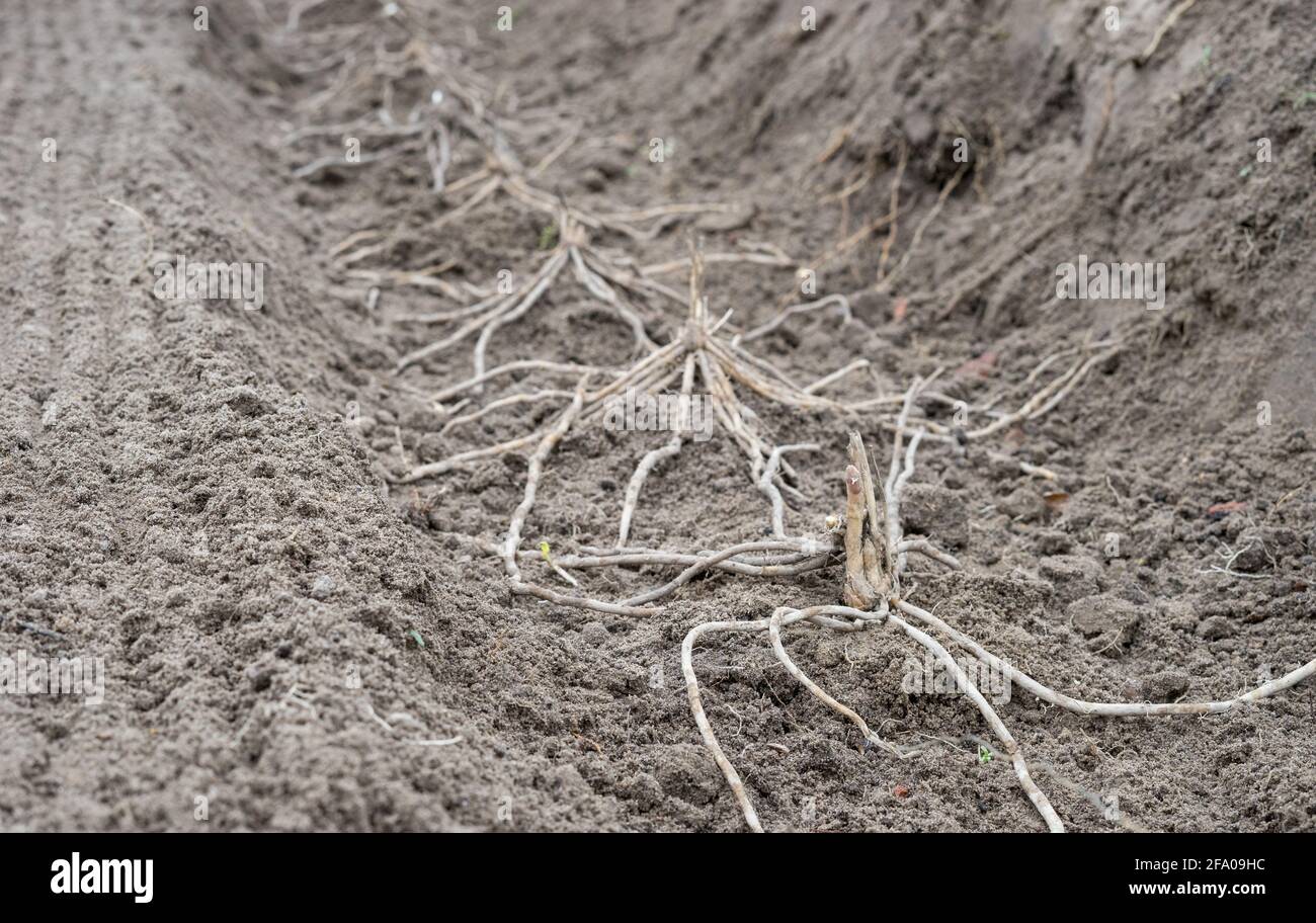 Asparagus Crowns High Resolution Stock Photography And Images Alamy
