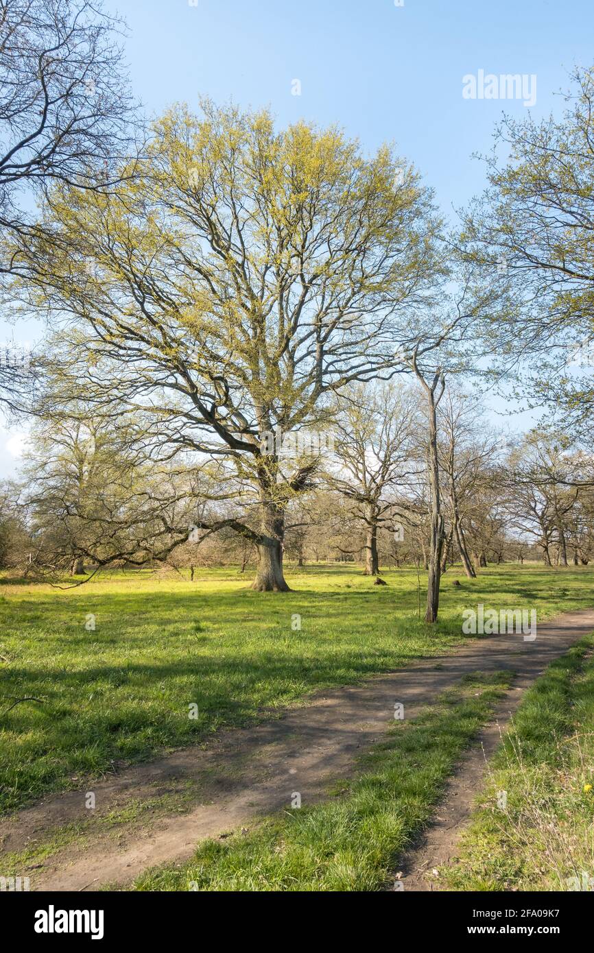 Freestanding large old oak tree with a few first leaves in the spring time in the middle of an green meadow with a path in the corner of the picture i Stock Photo