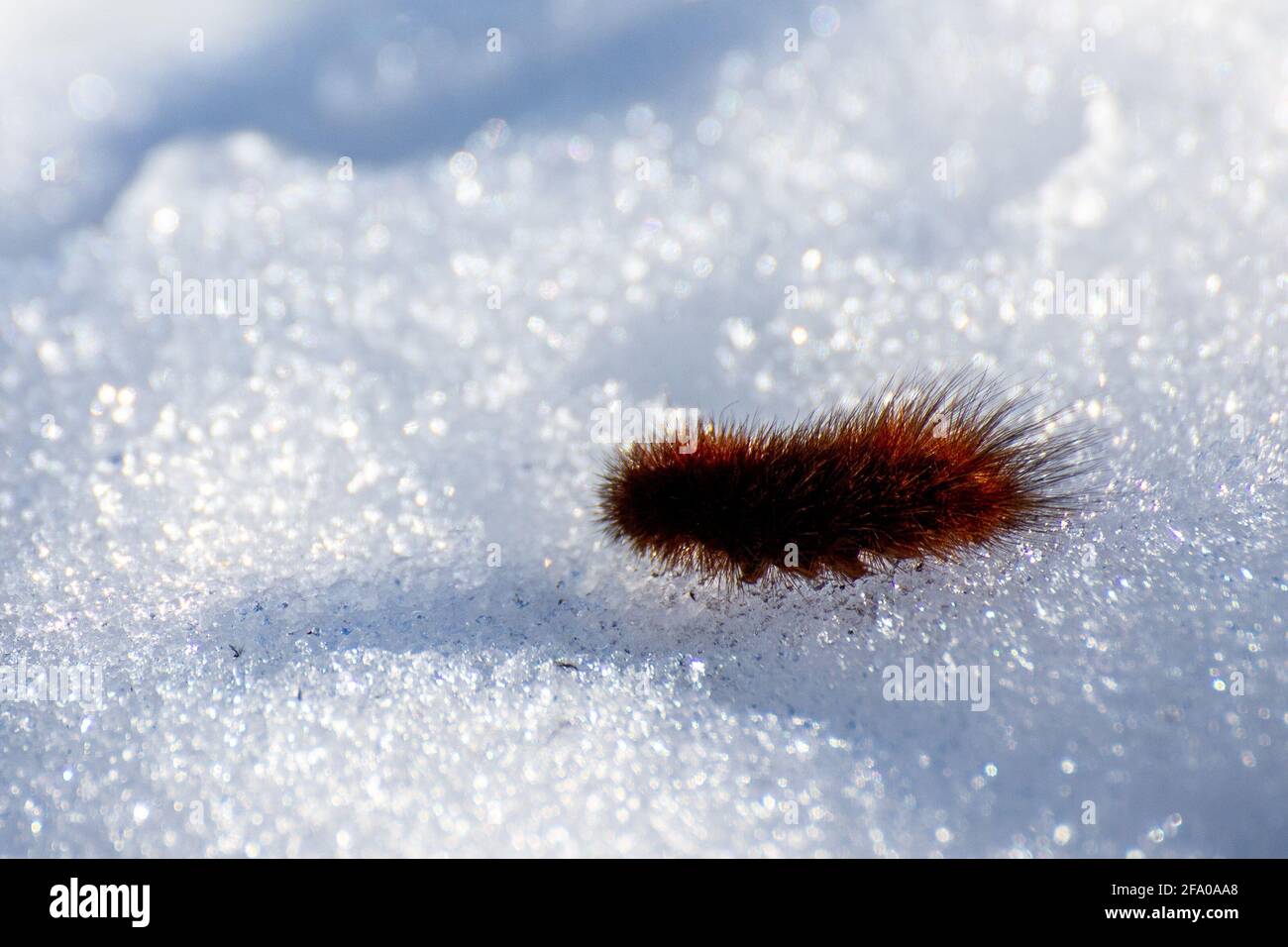 Ruby tiger caterpillar Stock Photo
