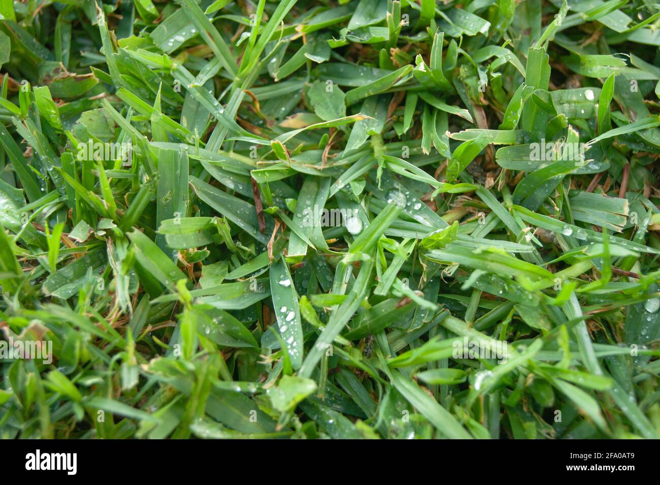 Dampened surface hi-res stock photography and images - Alamy