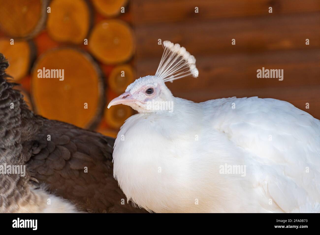 Close-up of the white peacock, indian white peafowl chirps, wild nature Stock Photo