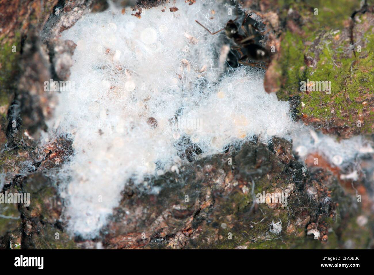 Colony of Woolly apple aphids or American blight (Eriosoma lanigerum