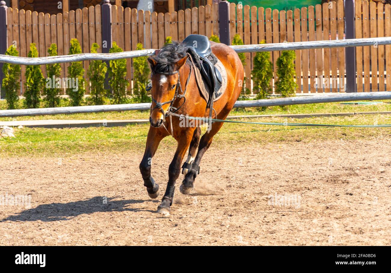 A running horse gallops on a leash in a circle, a jumping stallion