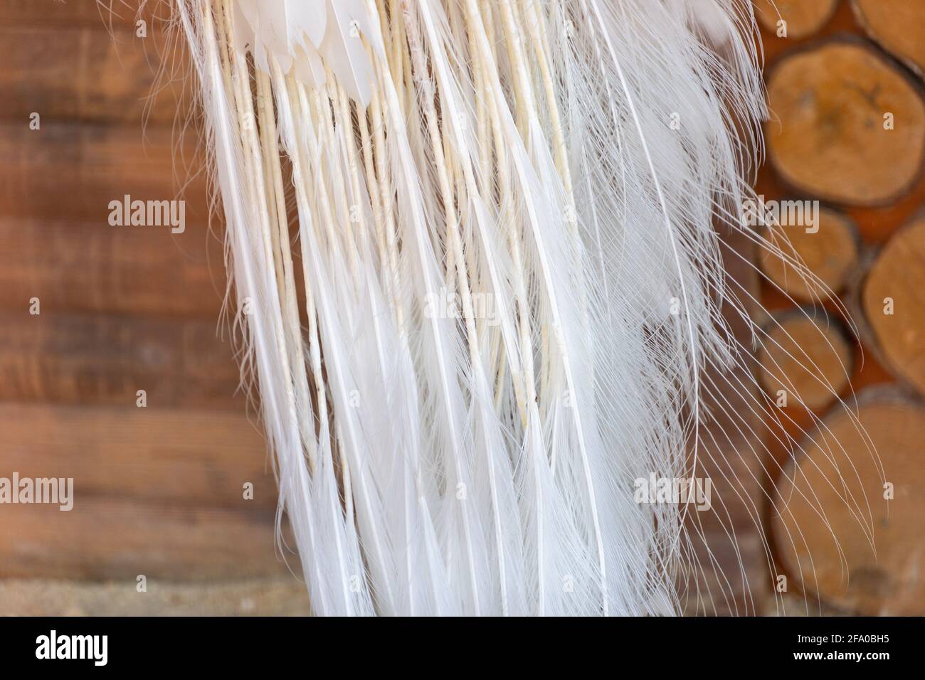 White peacock tail, white peacock feathers close-up, indian white peafowl chirps, wild nature Stock Photo