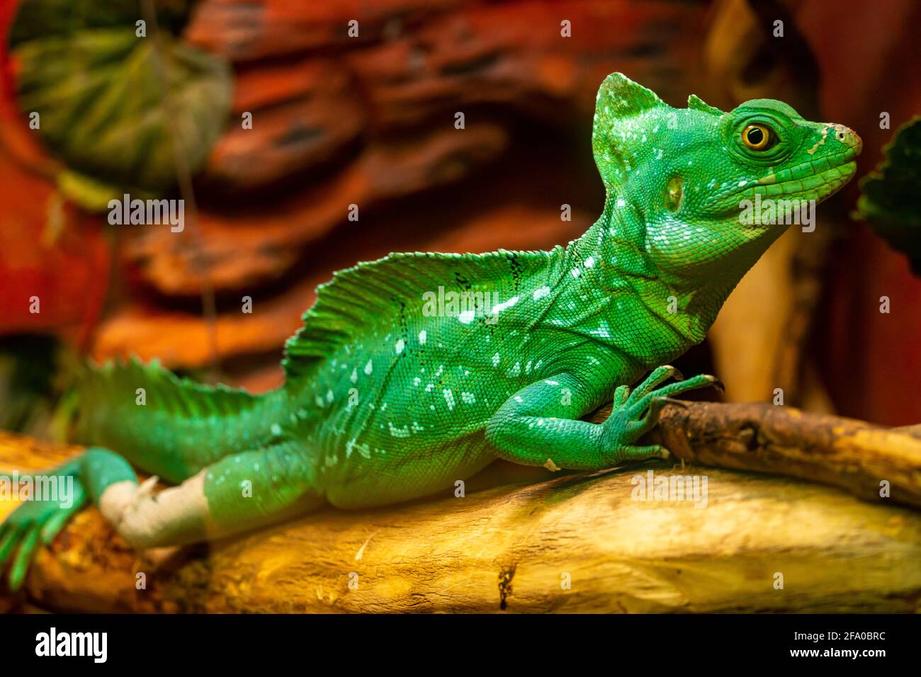 Chameleon disguises itself among the leaves of trees in the rainforest. Green chameleon merges with the environment Stock Photo