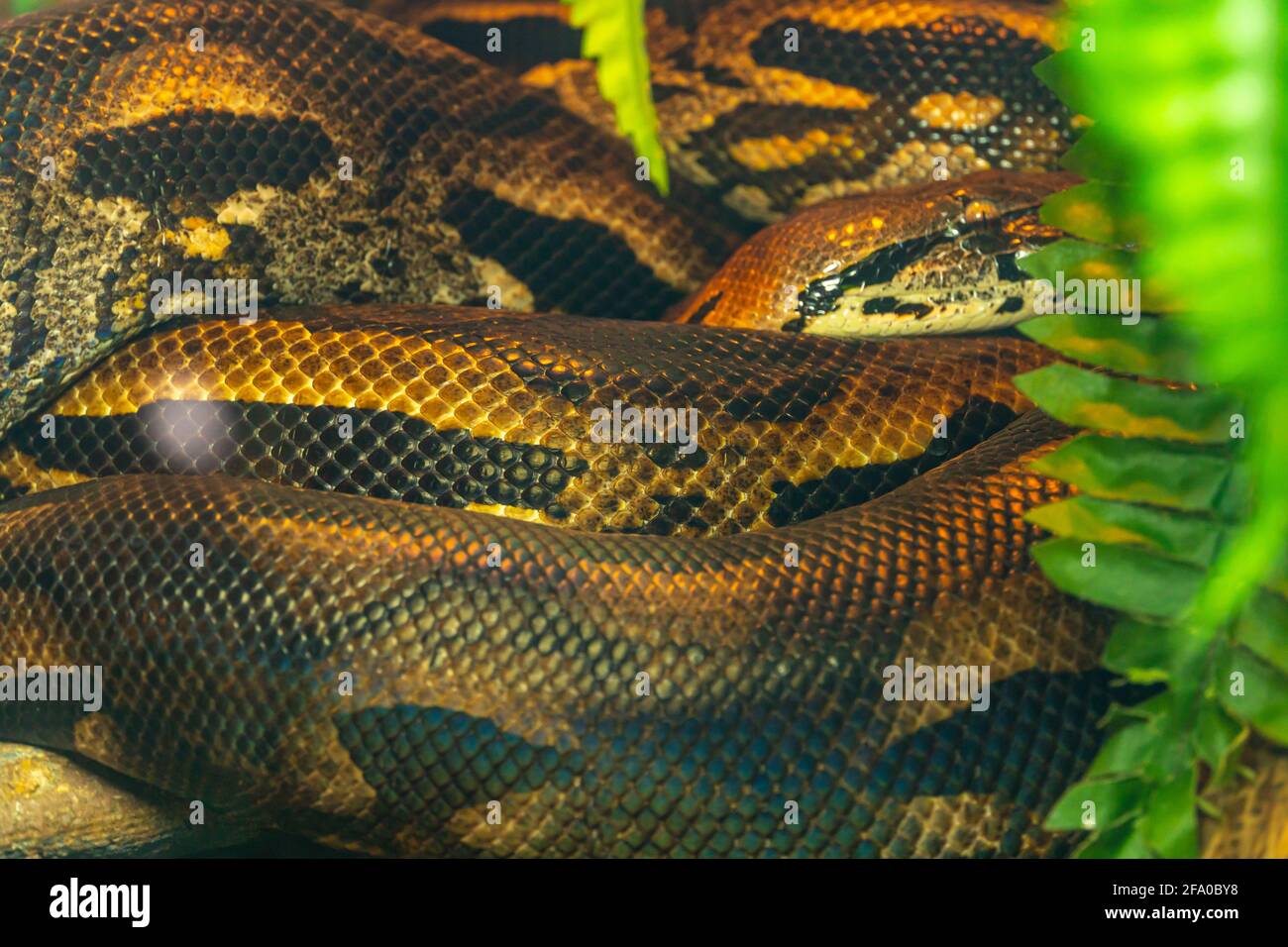 Snake skin close up, snake scales background, python skin texture Stock Photo