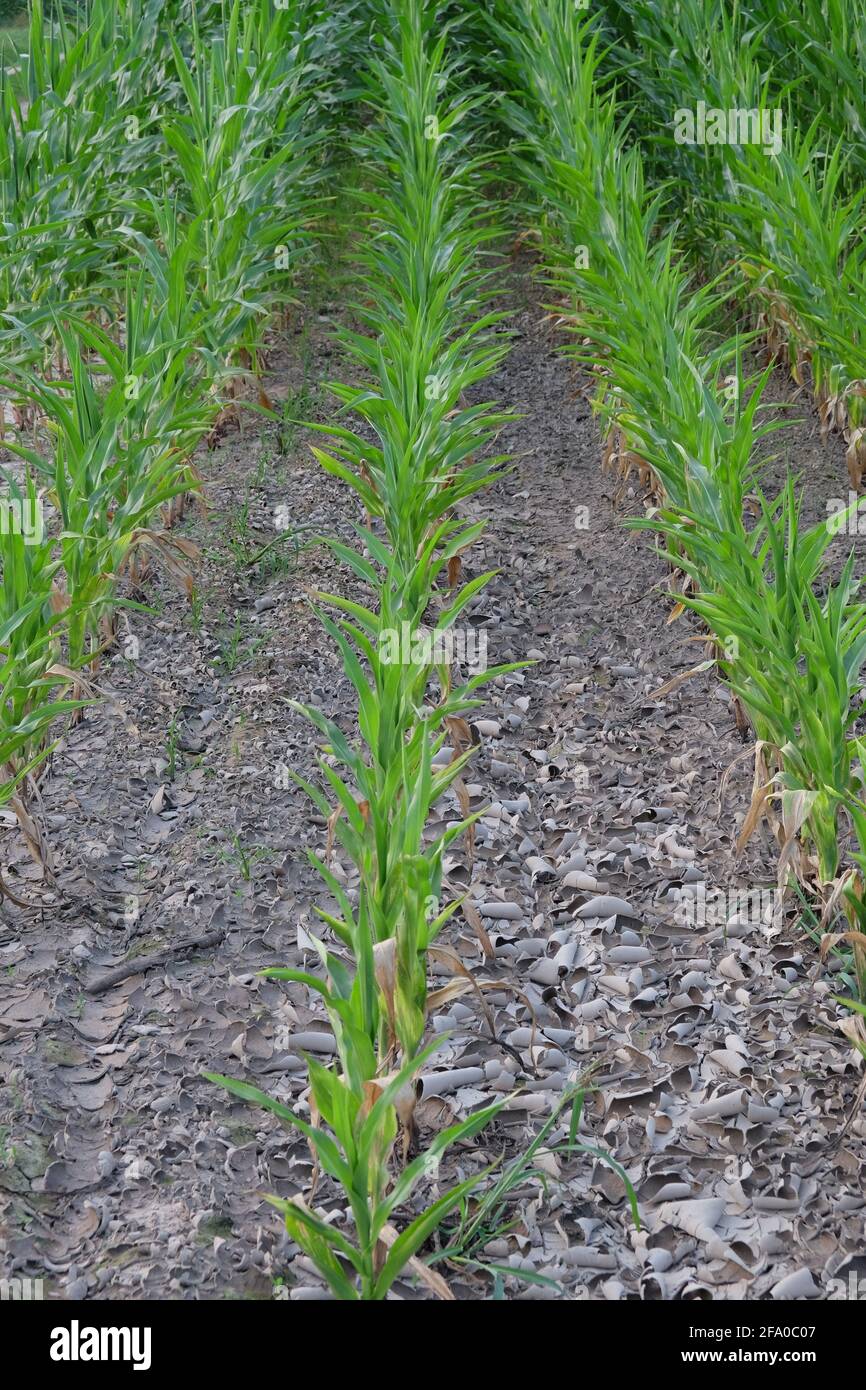 Corn In Rows Corn plants grow in rows in the field. Agricultural plants, landscape ...