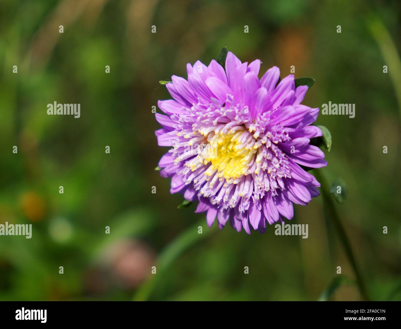 Single flower of purple chrysanthemum on a blurred background, close-up. Dew drops on flower petals. Stock Photo