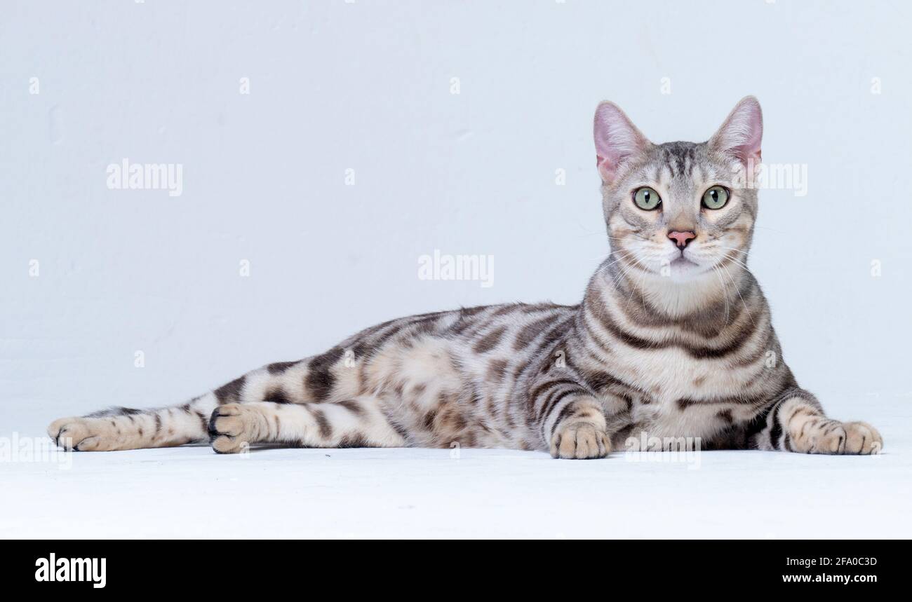 Adult Silver Bengal Cat lies on the floor on a light background in studio  Stock Photo - Alamy