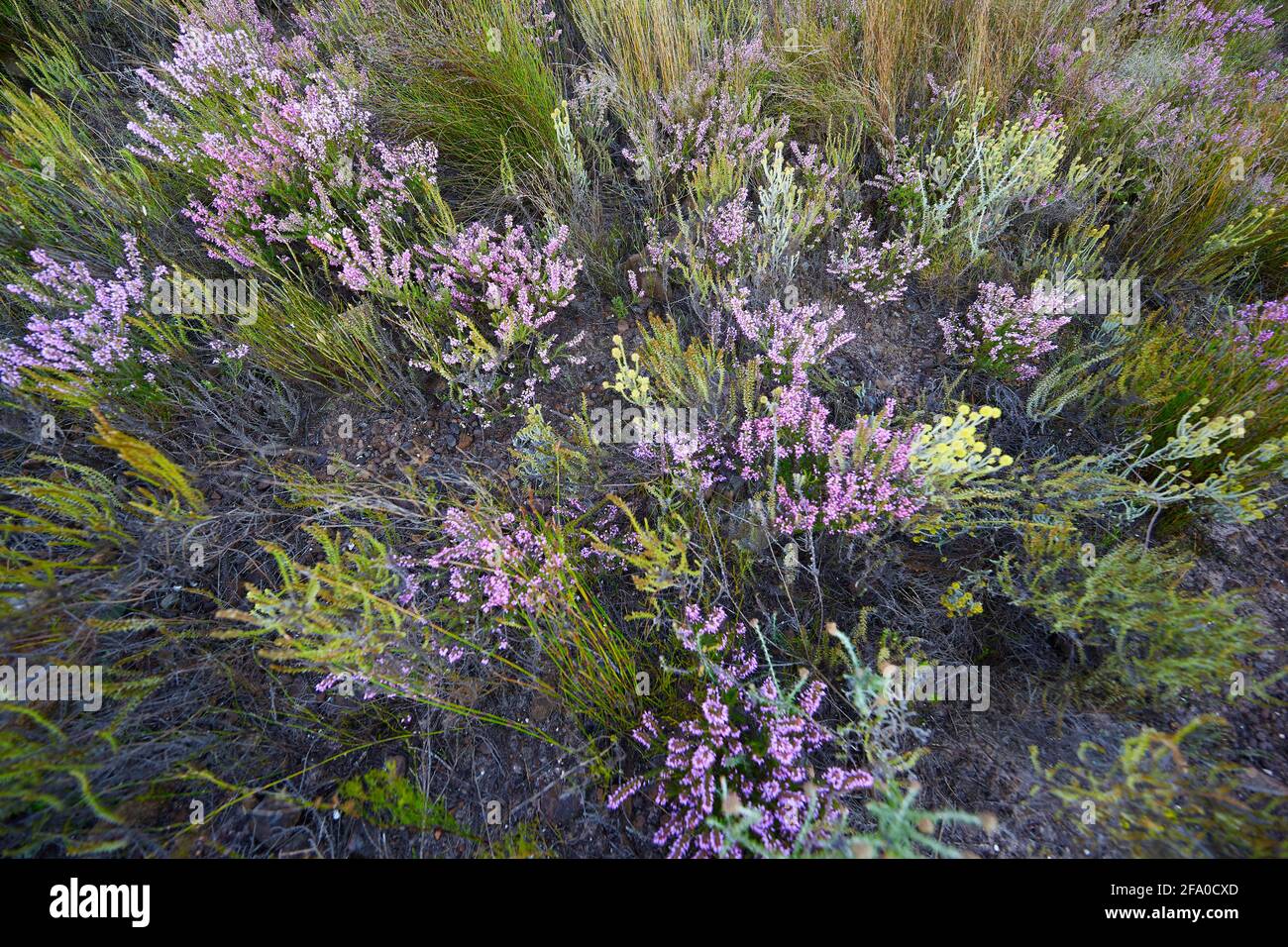 Spiky Purple Gorse(Muraltia Heisteria/Kastybos) or Tortoise Berry (Muraltia spinosa ) fynbos in Eden, Stellenbosch,Western Cape Stock Photo